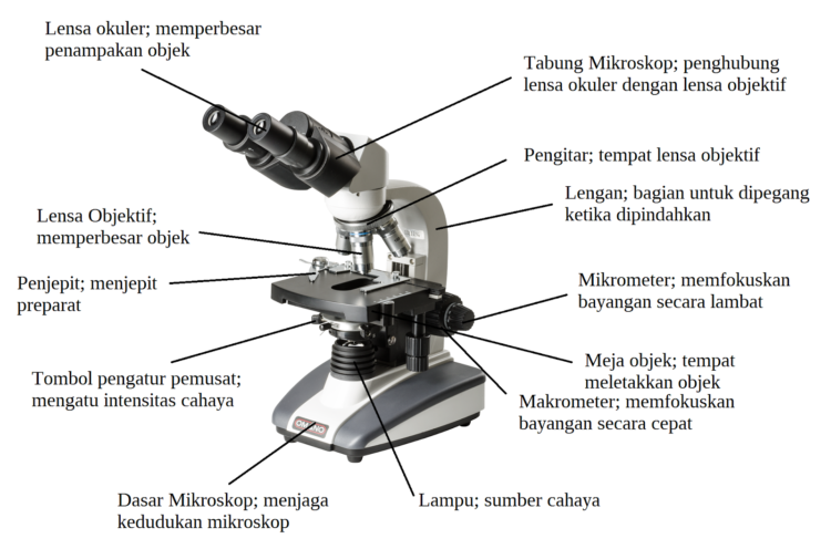 Mikroskop fungsinya beserta bagiannya binokuler fungsi berpendidikan soal lensa okuler kisi hasil menggunakan mengenal mikirbae semester kunci jawaban perbesaran dekat