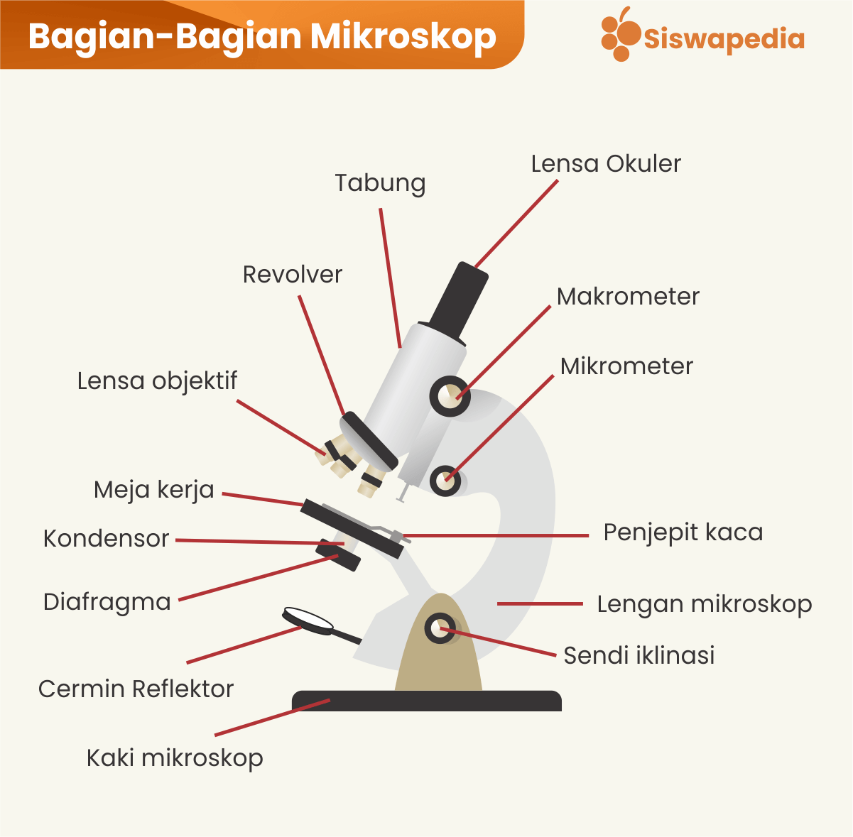 Cara kerja mikroskop